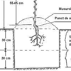 Cum plantam